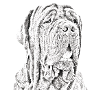 Mastinonapoletano-sonjasdogs